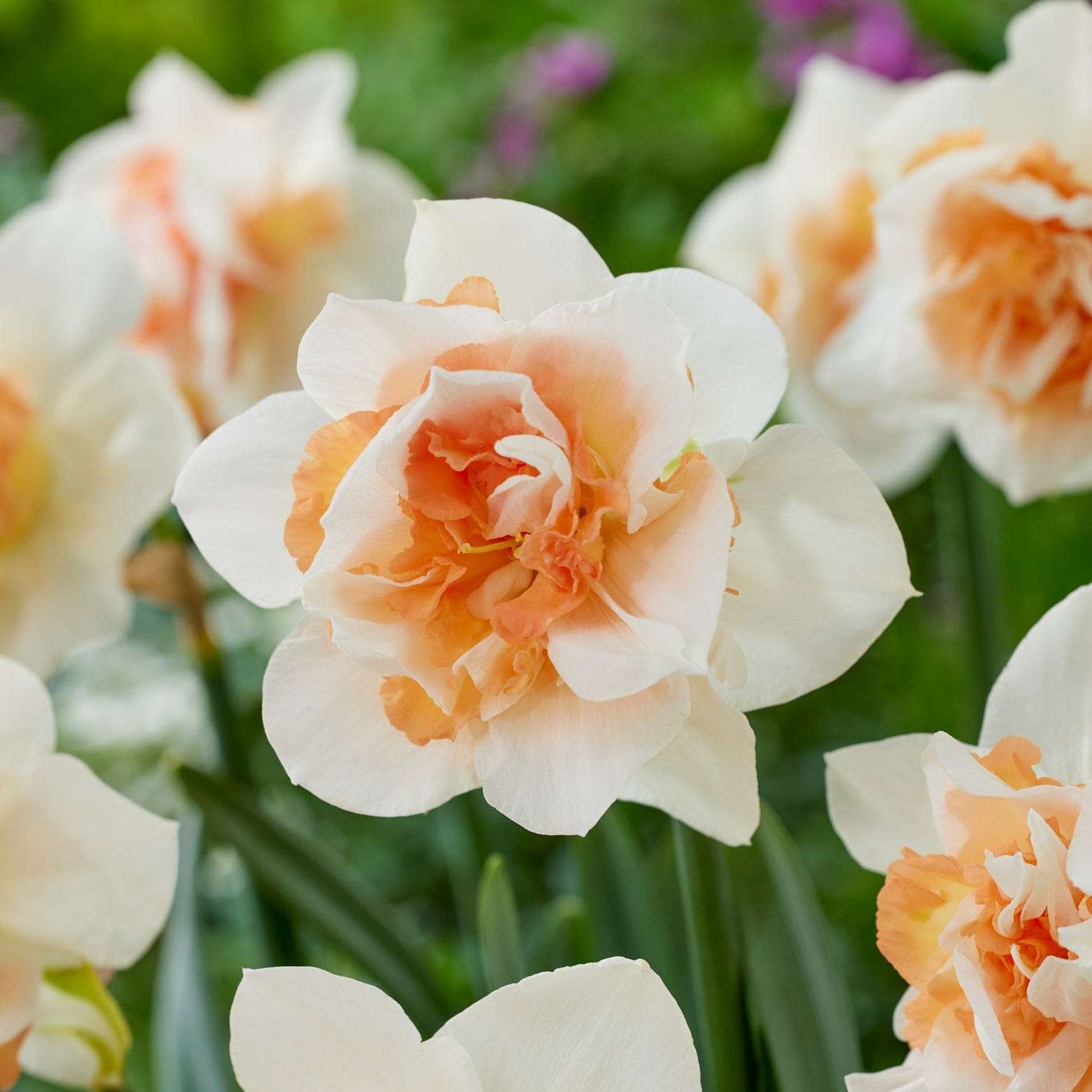Narzisse 'Replete' - Narcisser
